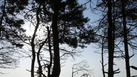 Panorama View From Forrest To Sun Stock-Footage 79471411