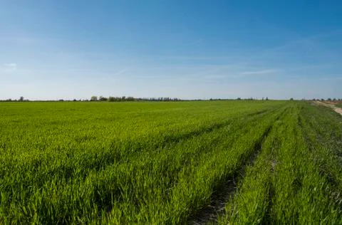 Panorama view of green sprouting rye agricultural field on spring sunny day with Stock Photos