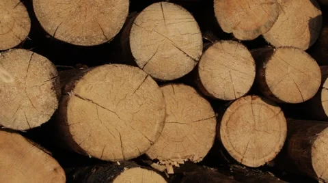 Panorama view of the logs lying in the stok. 2013 Stock Footage 49109837