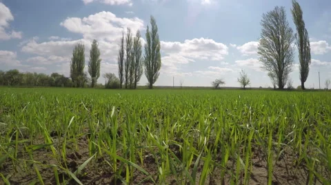 Panorama View Of Nature Grass Stock Footage 62448528