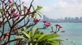 Panorama view of Pattaya city and Gulf of Siam in Thailand HD Footage