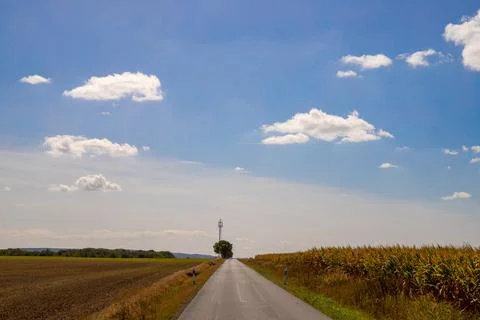 Panorama view of a road between fields, with corn and blue sky Stock Photos