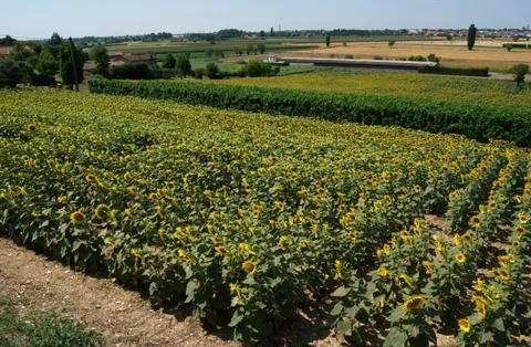 Panorama view of sunflower fields. Colli Euganei. Italy Stock Photos