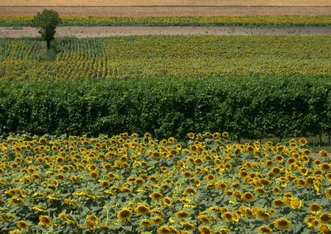 Panorama view of sunflower fields. Colli Euganei. Padua. Italy Stock Photos