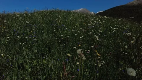 Panorama View of the Swiss Alps with a Forest, Alpine Flowers and a Meadow 库存影片 158183653