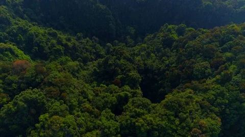 Panorama View of thick forest in batu cave Stock Footage 122449058