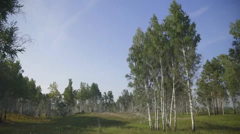 Panorama view of trees growing on glade located at forest edge Stock Footage 67168782