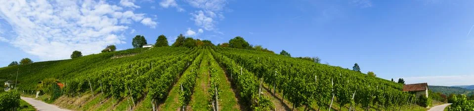 Panorama of a vineyard Stock Photos