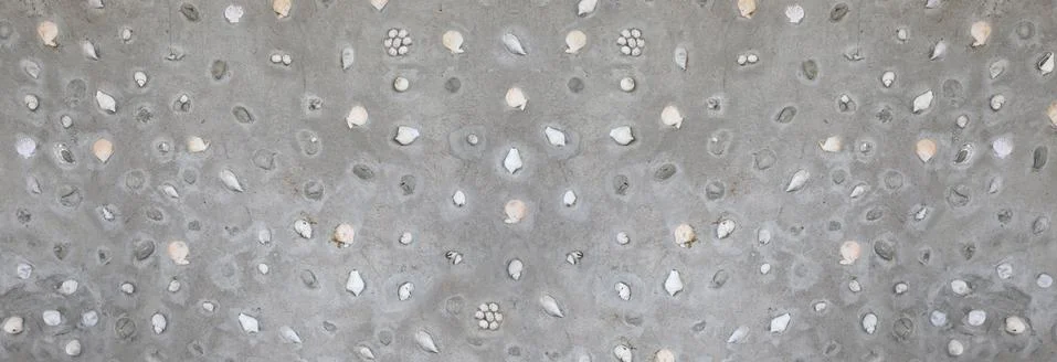 Panorama wall of mortar surface and have shells of sea clam decoration. Stock Photos