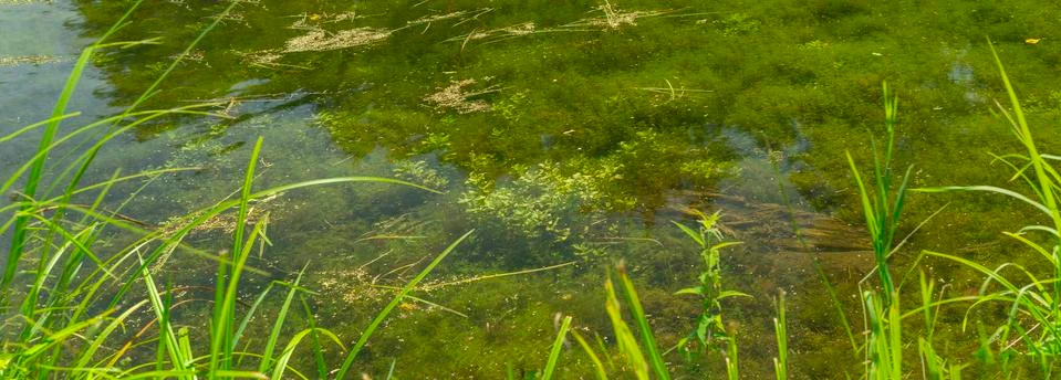 Panorama of water with algae in a clear lake Stock Photos