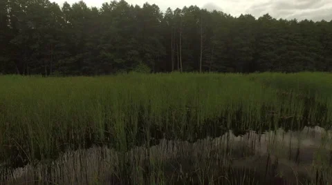 Panorama of wetlands with a forest backdrop Video stock 63653946