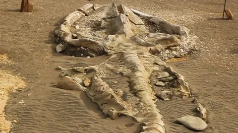 Panorama of the whale skeleton in the Museum in the Peruvian desert, Peru Видео 48541461