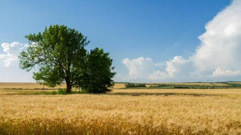 Panorama wheat field 写真素材