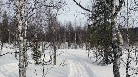 Panorama of the winter forest. Beautiful winter forest landscape Video stock 179354448