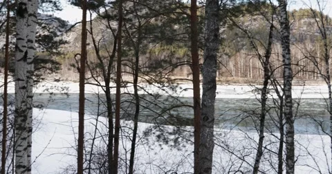 Panorama of winter forest with birch and pine trees on snowy riverbank with Video stock 316213098