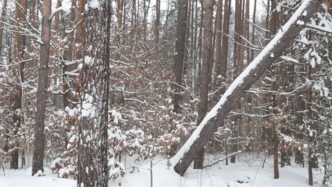 Panorama in winter forest during a snowfall. Stock Footage 72532684