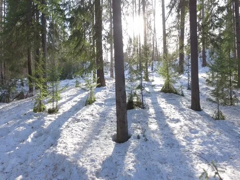 Panorama of the winter forest Video stock 74429534
