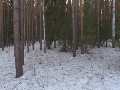 Panorama of the winter forest Video stock 74429572