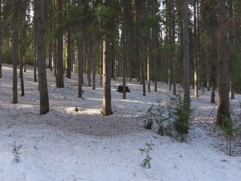 Panorama of the winter forest Video stock 74429643