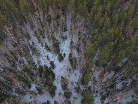 Panorama of the winter forest Stock Footage
