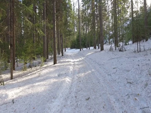 Panorama of the winter forest Video stock 74429729