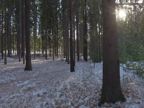 Panorama of the winter forest Video stock 74430022