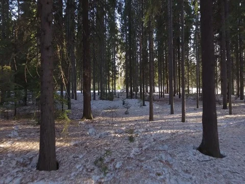 Panorama of the winter forest Video stock 74430049