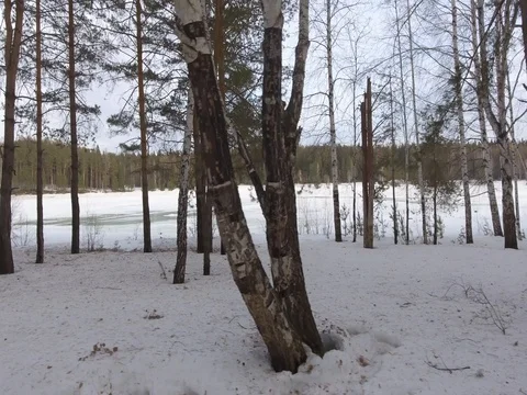 Panorama of the winter forest Video stock 74430110