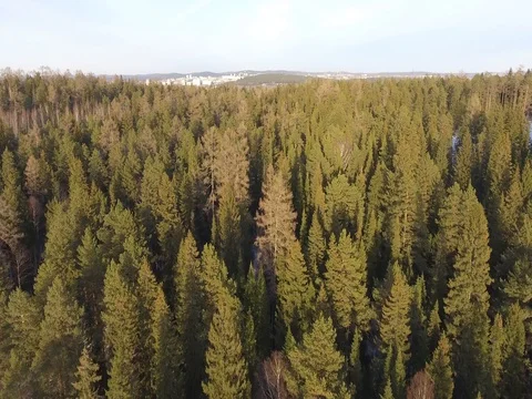 Panorama of the winter forest Video stock 74430123