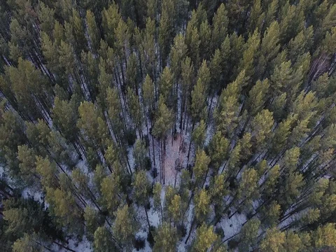 Panorama of the winter forest Video stock 74430626