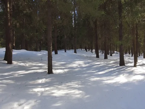 Panorama of the winter forest Video stock 74463807