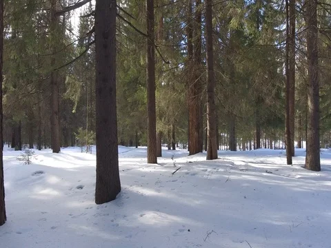 Panorama of the winter forest Video stock 74464315
