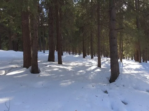 Panorama of the winter forest Video stock 74464627