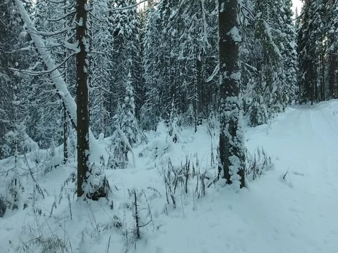 Panorama of the winter forest Video stock 74862028