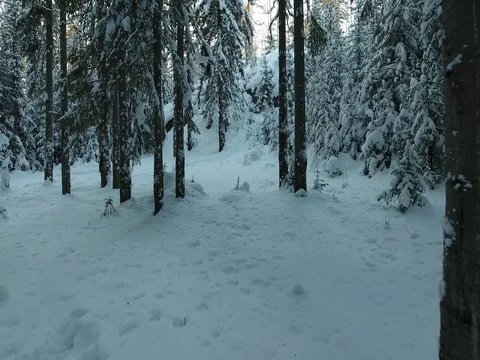 Panorama of the winter forest Video stock 74862034