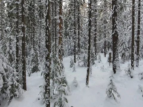 Panorama of the winter forest Video stock 74862058