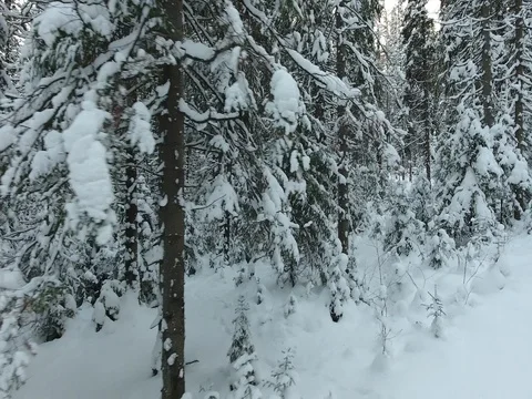 Panorama of the winter forest Video stock 74862063