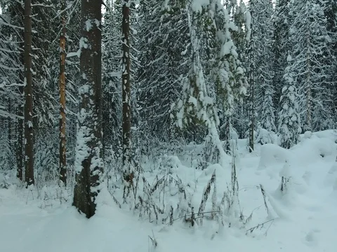 Panorama of the winter forest Video stock 74862074