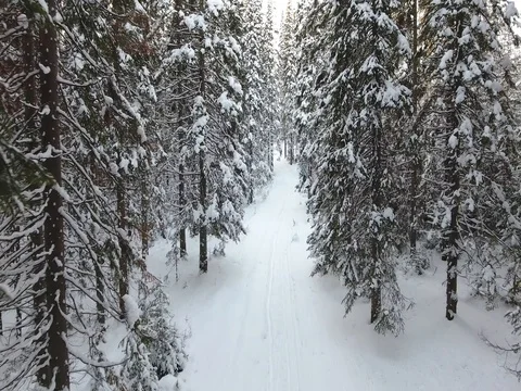 Panorama of the winter forest Video stock 74862075