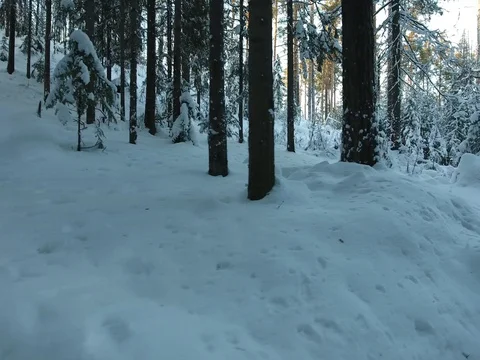 Panorama of the winter forest Video stock 74862076