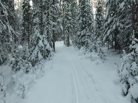 Panorama of the winter forest Video stock 74862089
