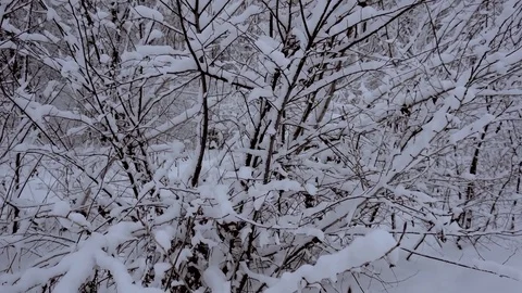 Panorama of the winter forest Video stock 85463232