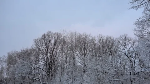 Panorama of the winter forest Video stock 85464088