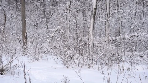 Panorama of the winter forest Video stock 85464992