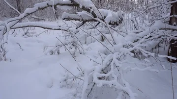 Panorama of the winter forest Stockbeeldmateriaal 85465552