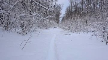 Panorama of the winter forest Video stock 85466075