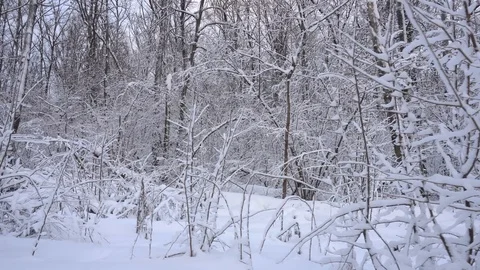 Panorama of the winter forest Video stock 85467425