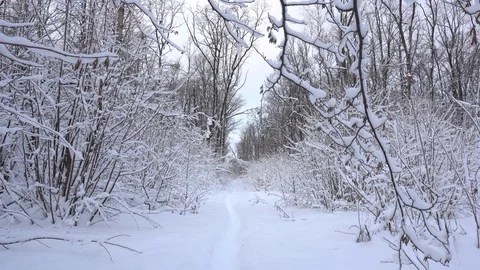 Panorama of the winter forest Video stock 85468554