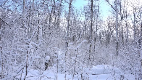 Panorama of the winter forest Video stock 85469554