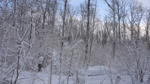 Panorama of the winter forest Video stock 85470205